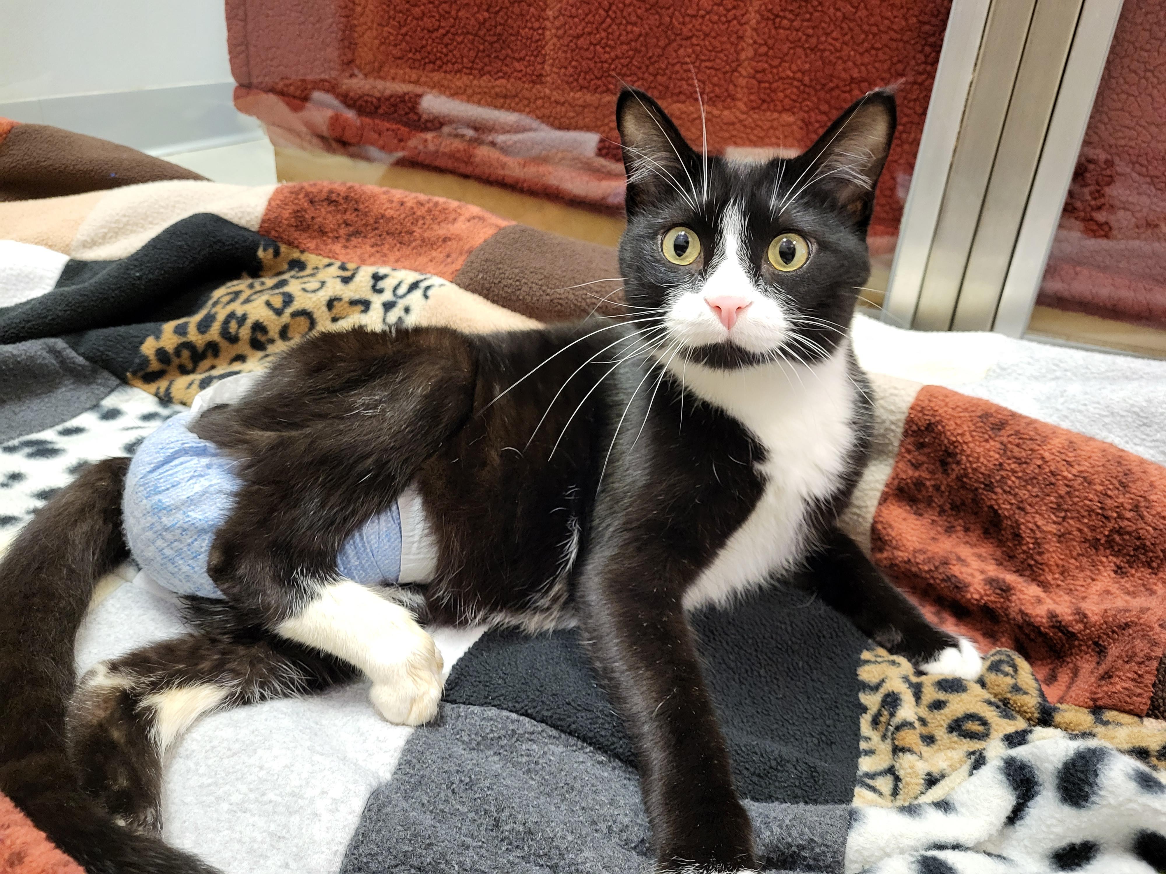 Pitch, Adoptable, Adult Male Domestic Short Hair.