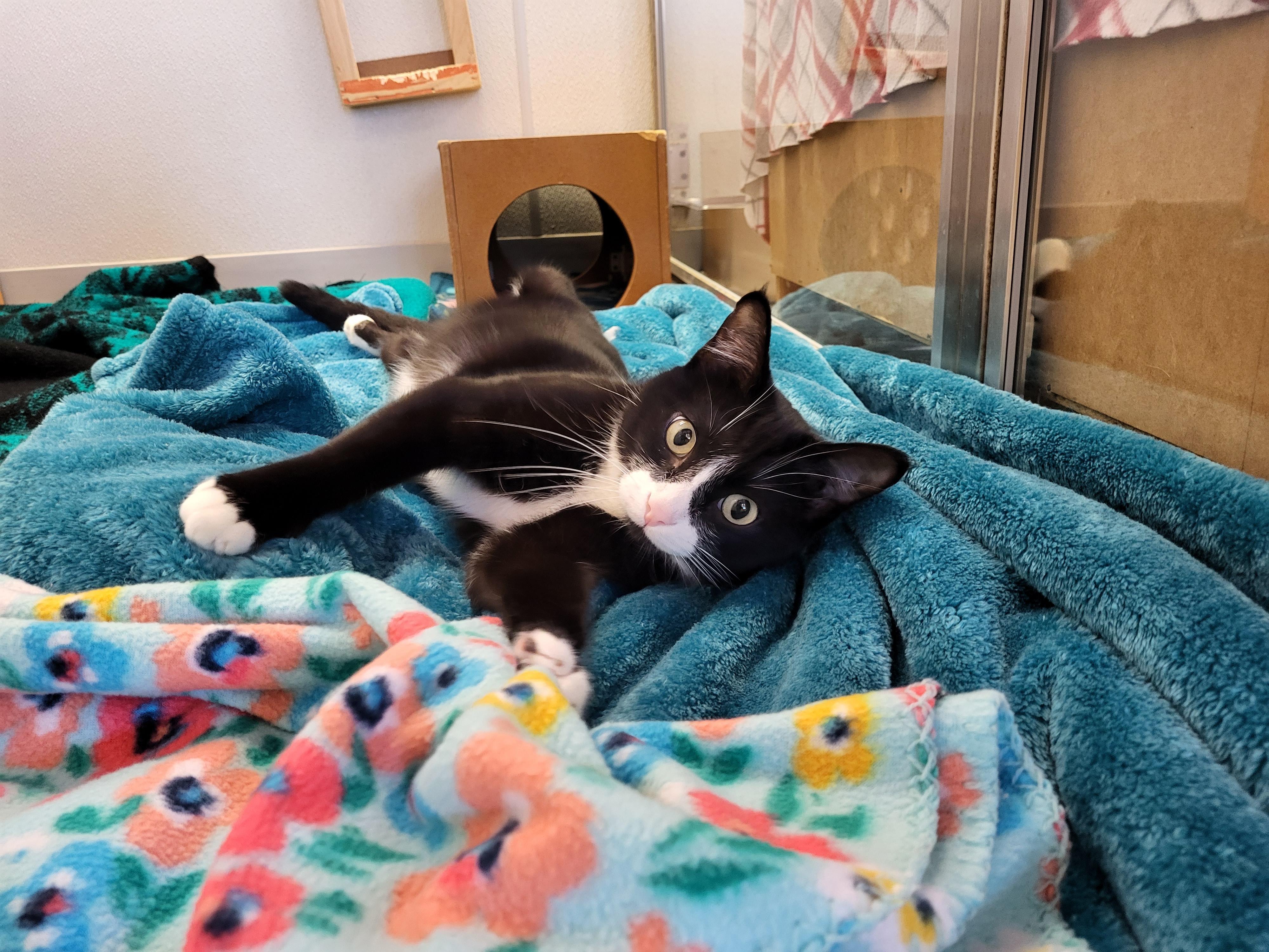 Pitch, a Adoptable Domestic Short Hair in Grayslake, IL image 2/5