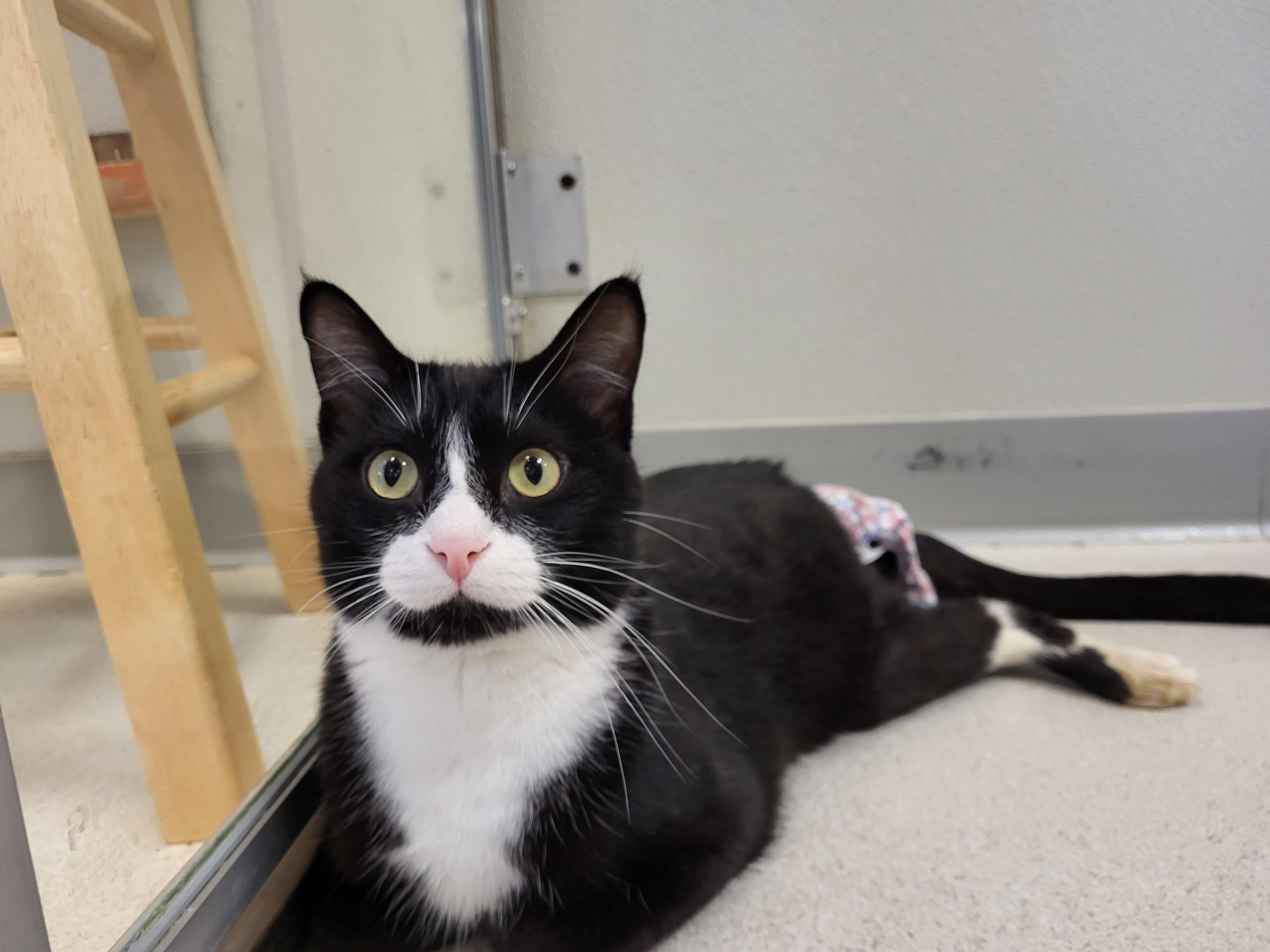 Pitch, a Adoptable Domestic Short Hair in Grayslake, IL image 3/5