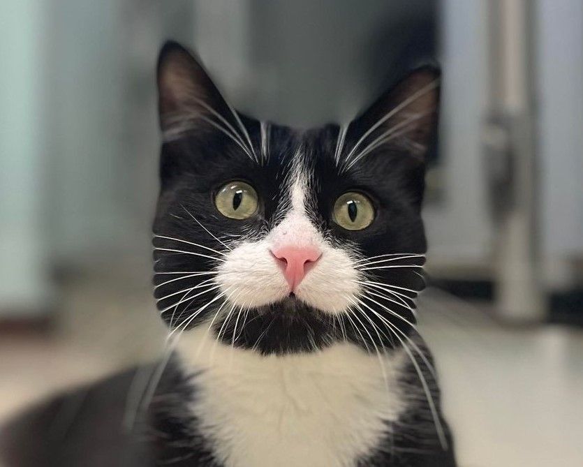 Pitch, a Adoptable Domestic Short Hair in Grayslake, IL image 4/5