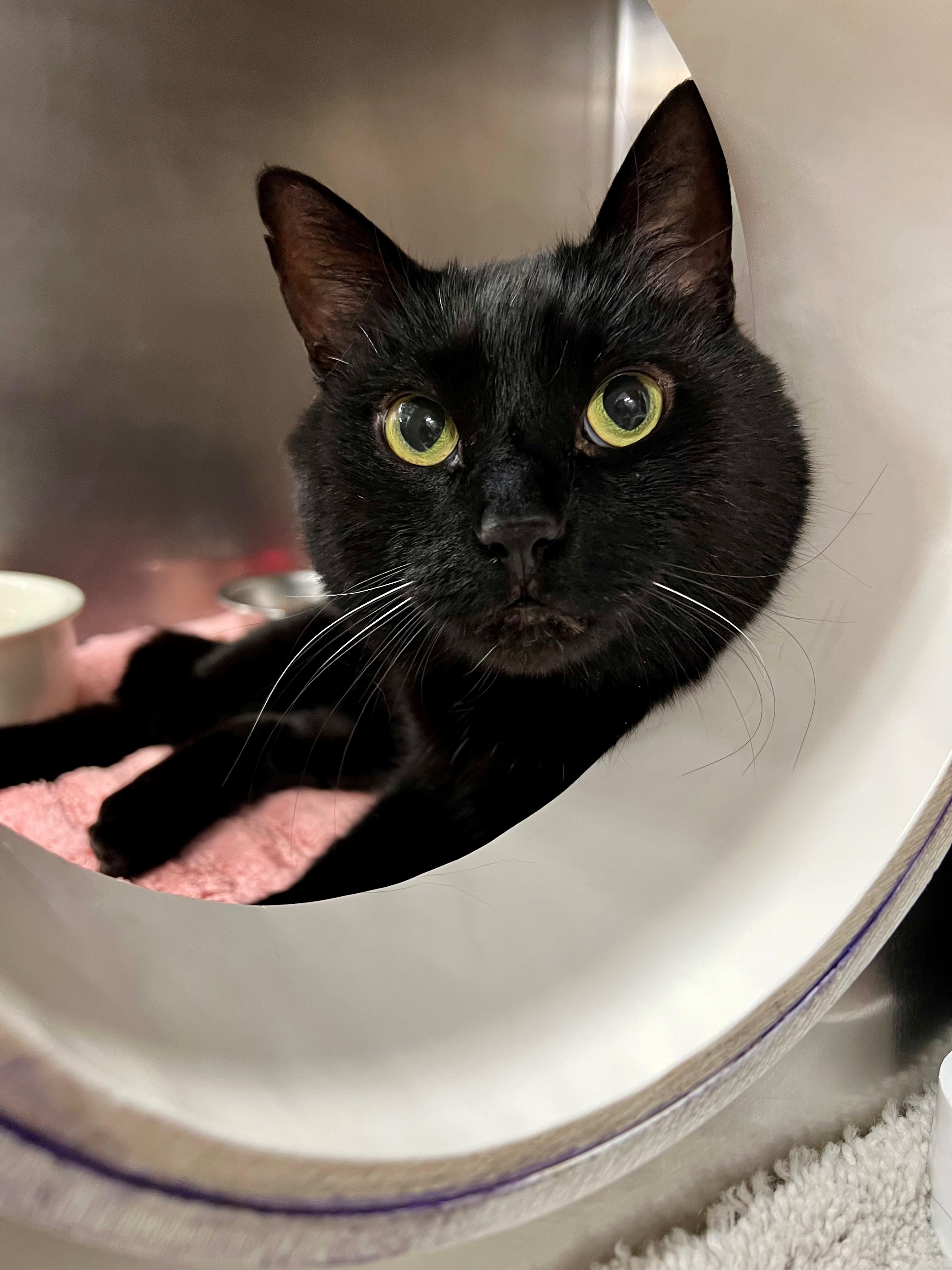 Nyx - FIV+, a ADOPTABLE mixed breed in Frederick, MD image 3/5