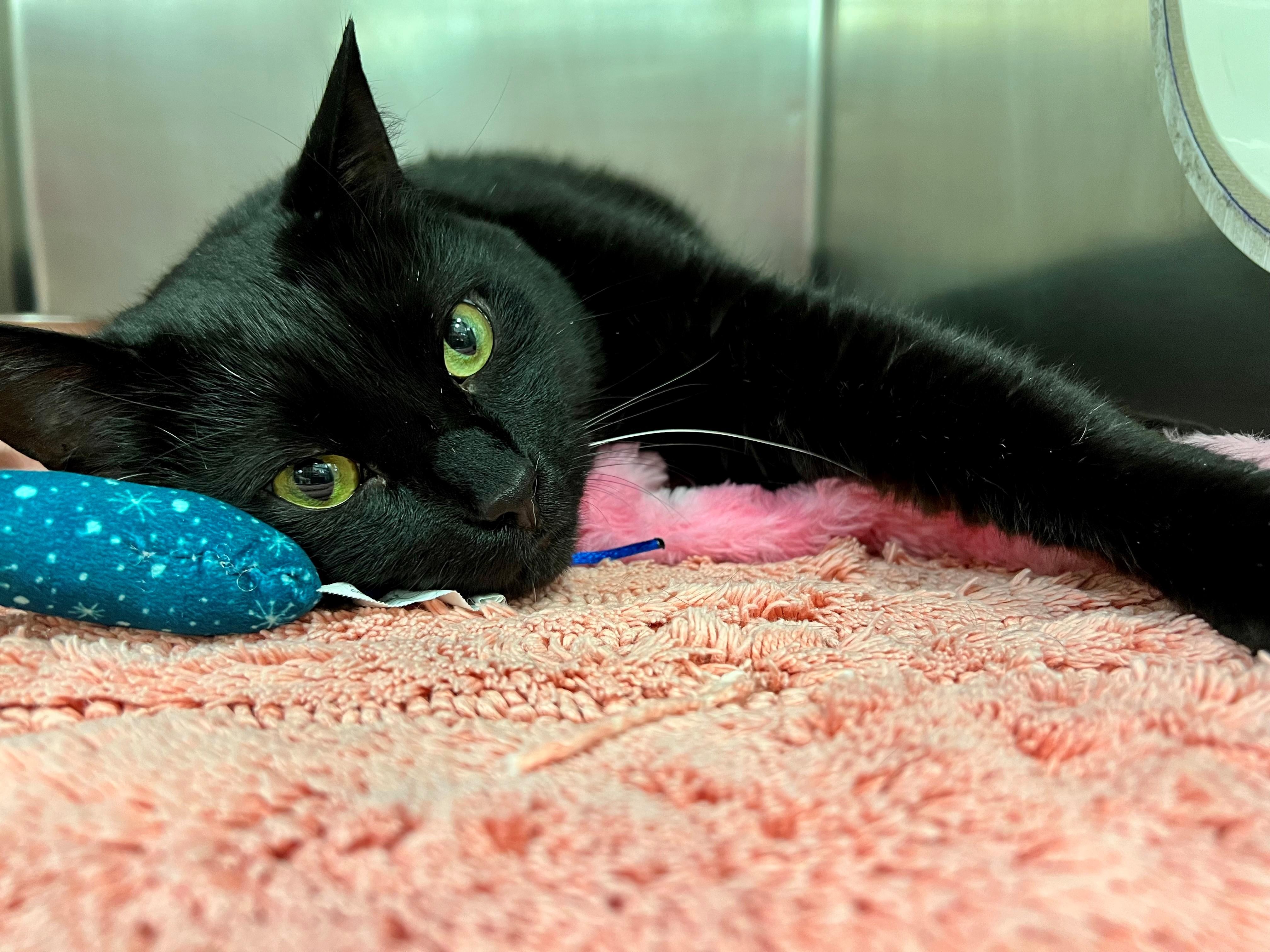 Nyx - FIV+, ADOPTABLE, Senior Male Domestic Short Hair.