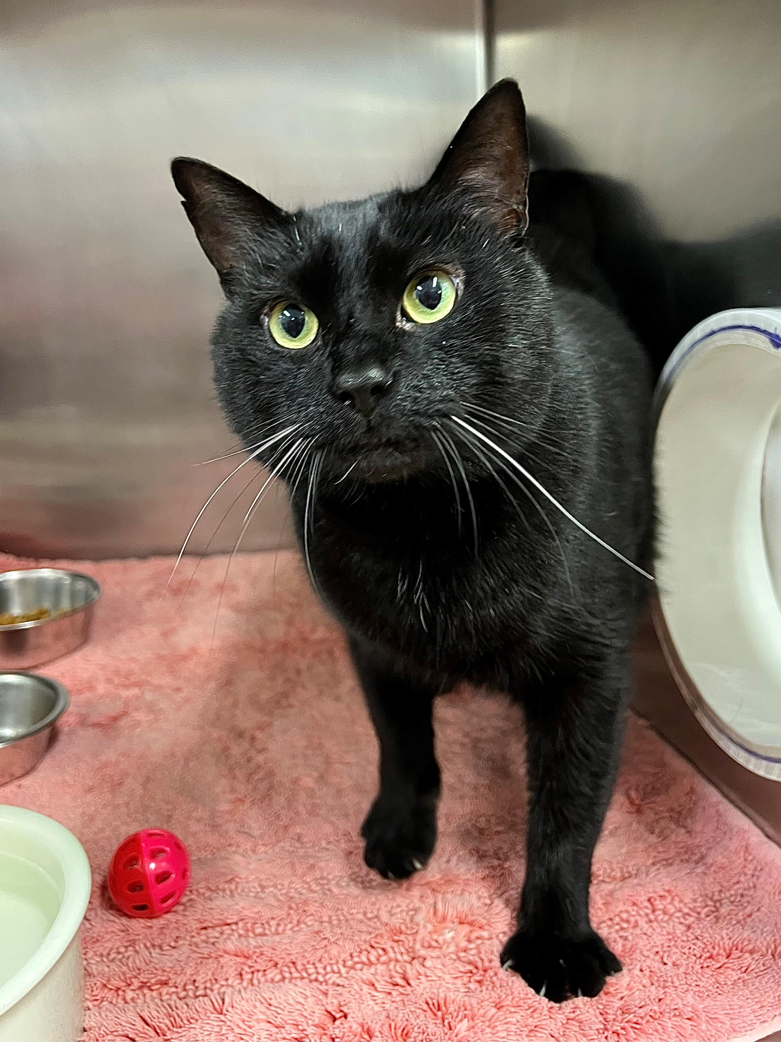 Nyx - FIV+, a ADOPTABLE mixed breed in Frederick, MD image 5/5