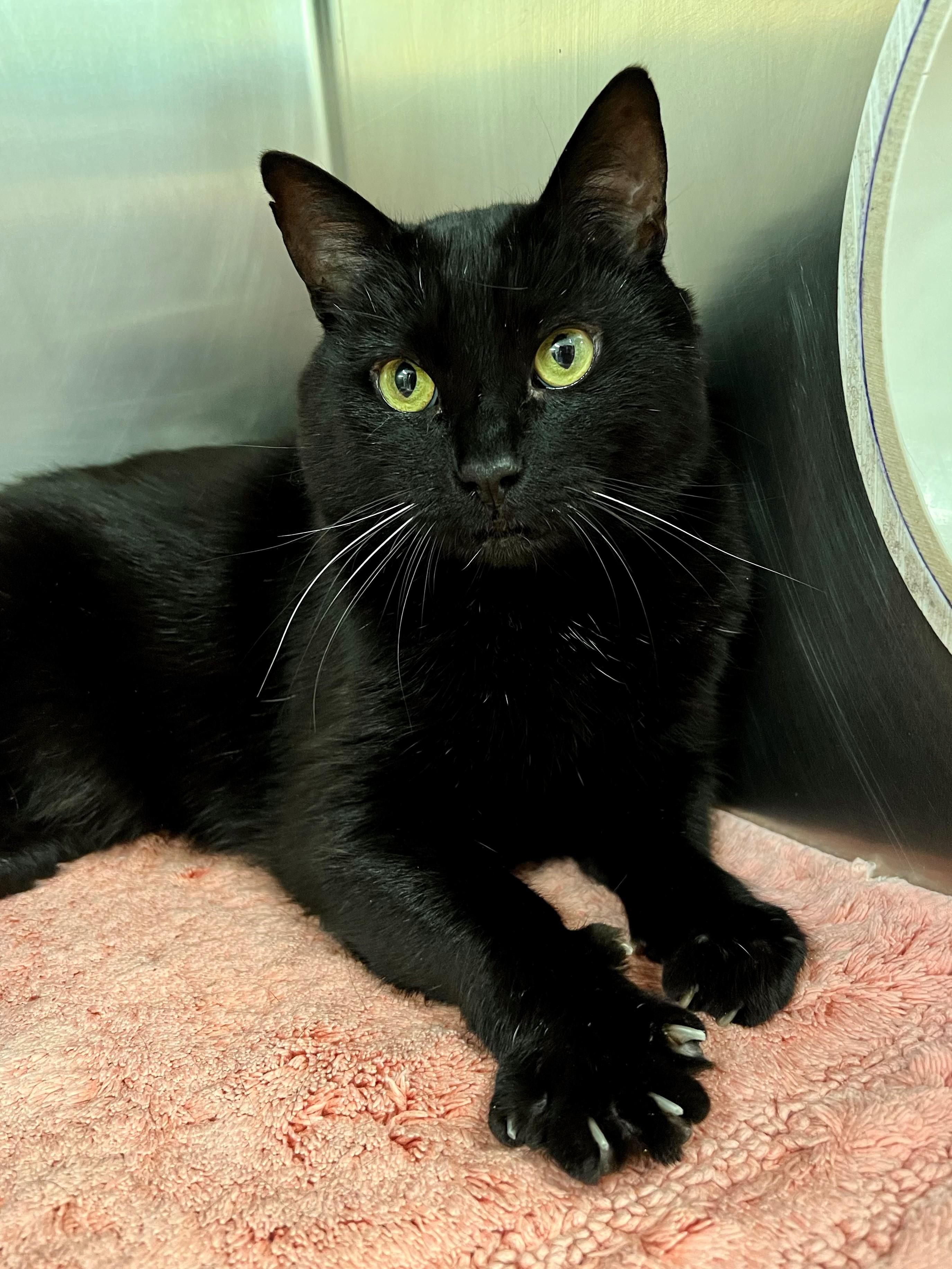 Nyx - FIV+, a ADOPTABLE mixed breed in Frederick, MD image 2/5