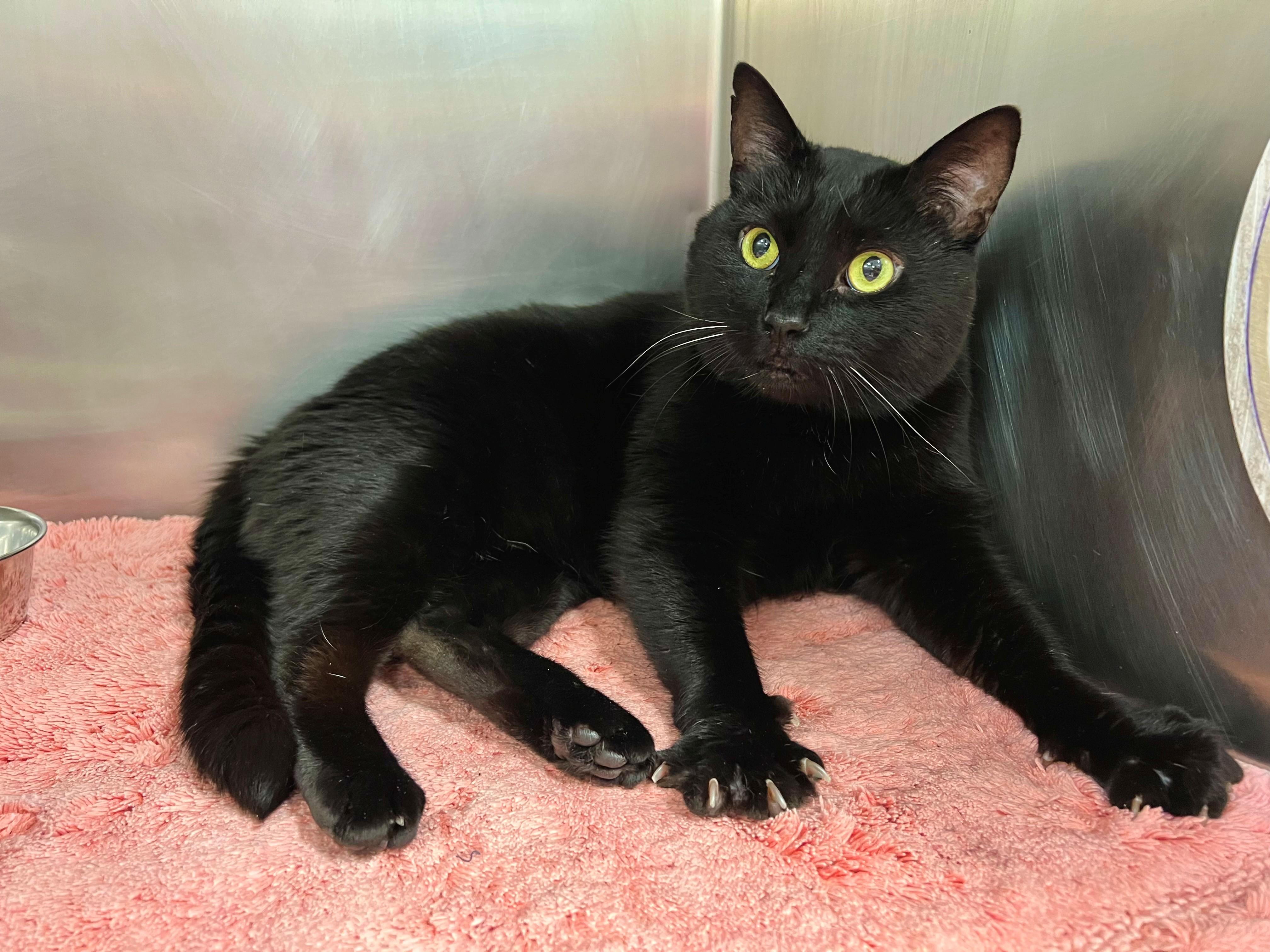 Nyx - FIV+, a ADOPTABLE mixed breed in Frederick, MD image 4/5