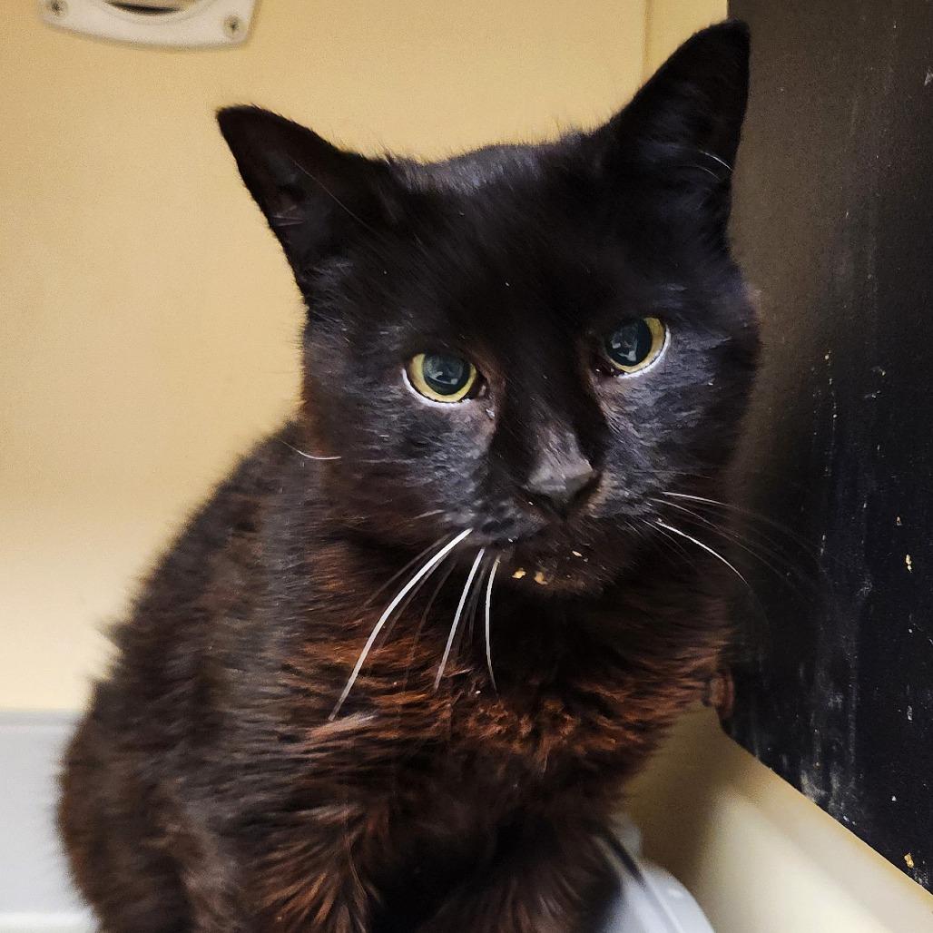Cheeni, Adoptable, Senior Female Domestic Short Hair.