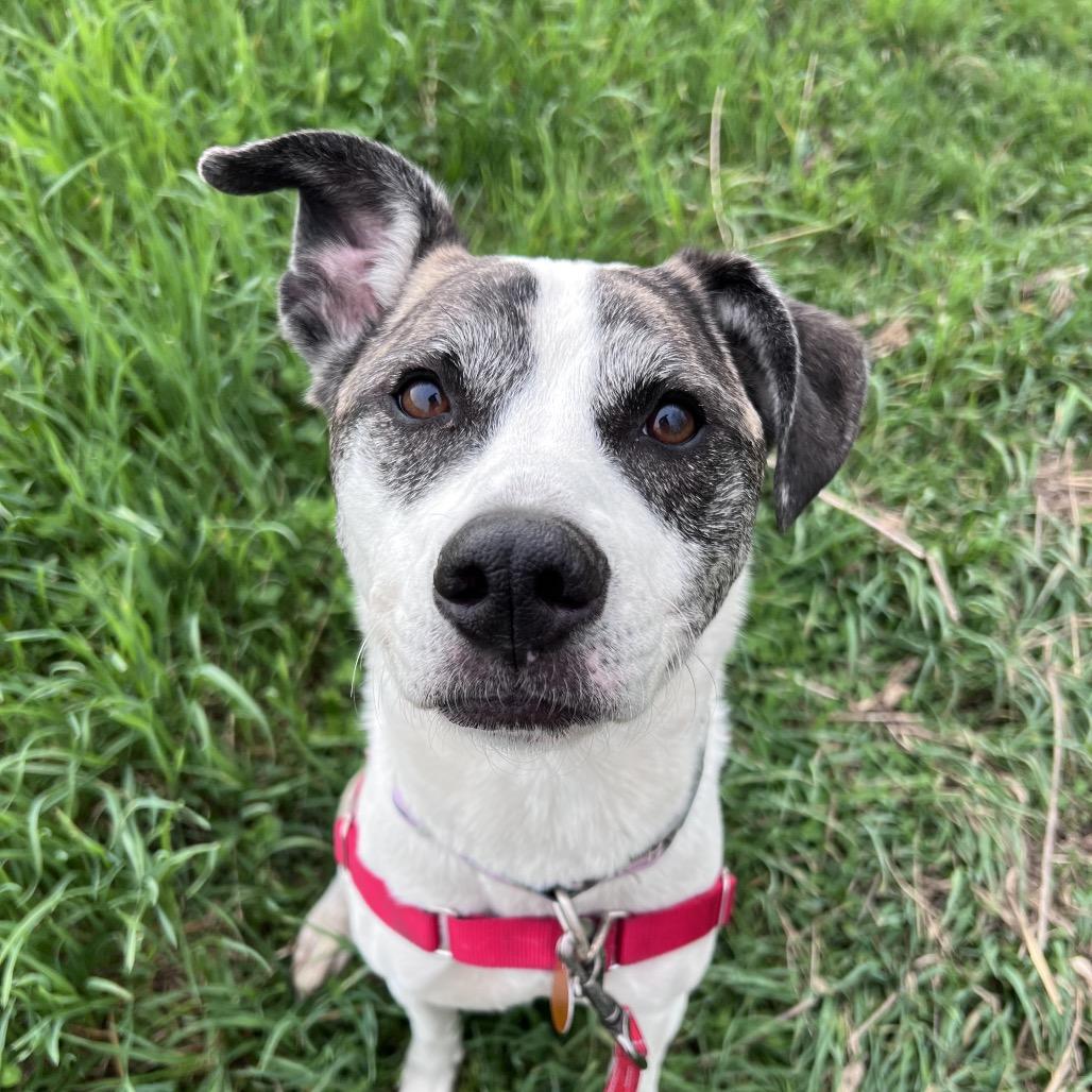 Enlarge Alva, a Adoptable mixed breed in Chicago, IL image 1/4