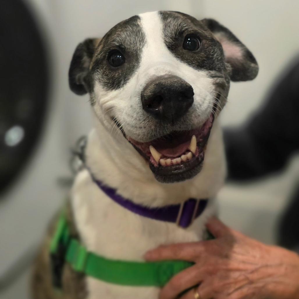 Enlarge Alva, a Adoptable mixed breed in Chicago, IL image 1/3