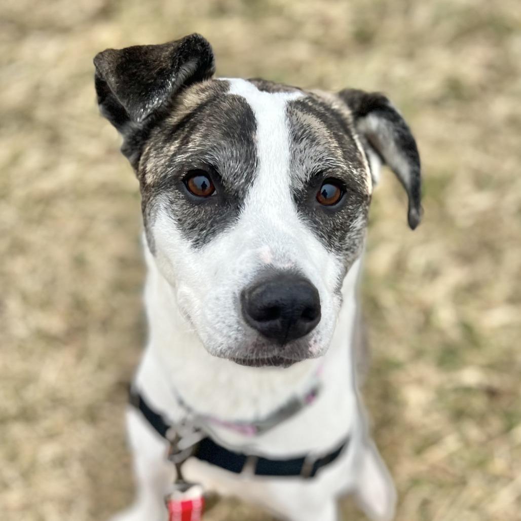 Alva — thumbnail 2