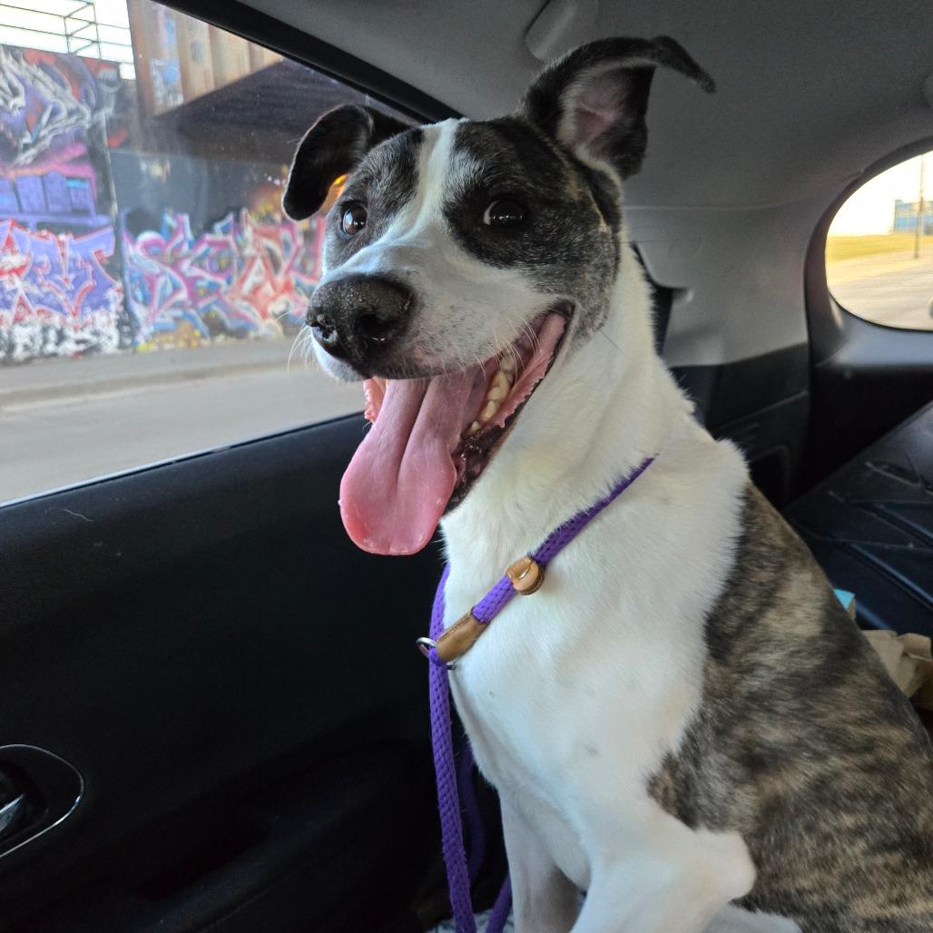 Enlarge Alva, a Adoptable mixed breed in Chicago, IL image 3/3