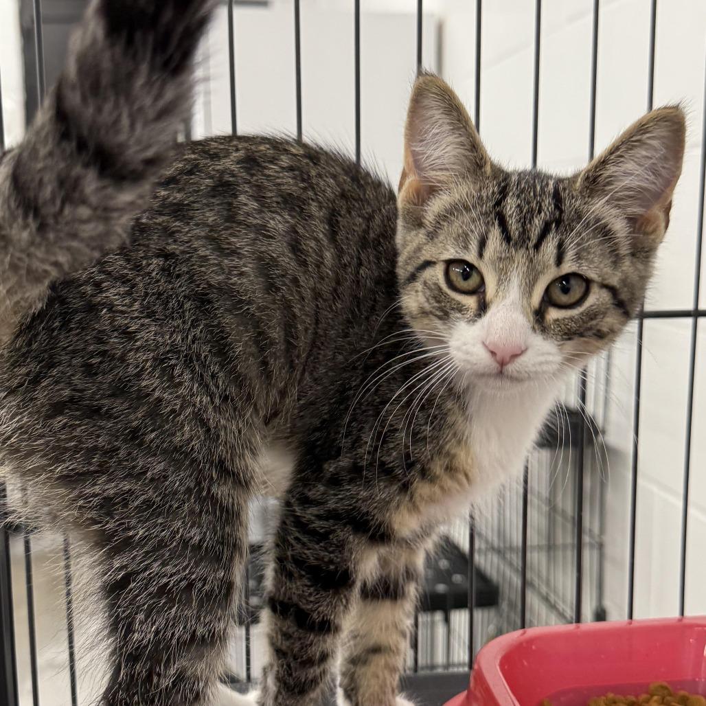 Enlarge Penny, a Adoptable Domestic Short Hair in Zanesville, OH image 1/2