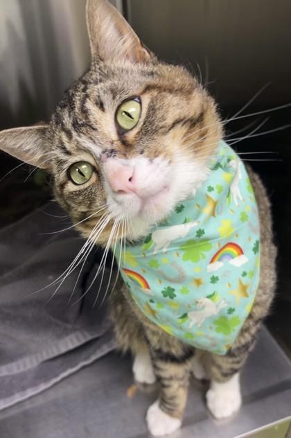 Tilt, adopted, Adult Male Domestic Short Hair.