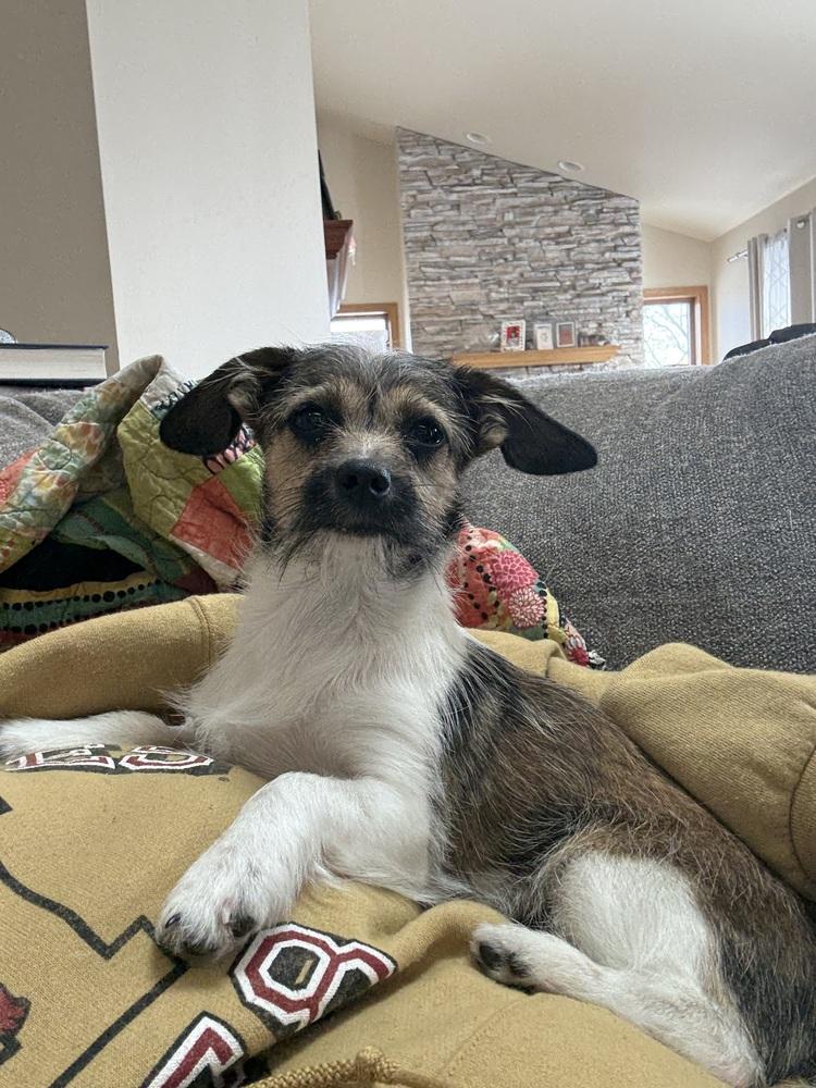 Ethel, Adoptable, Puppy Female Terrier.