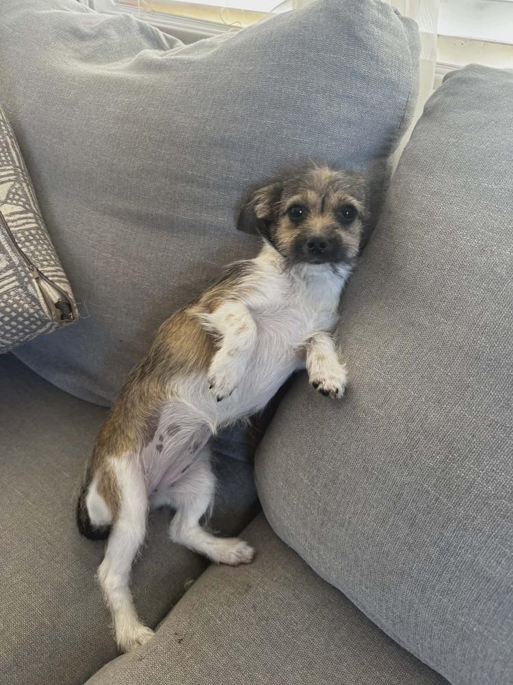 Ethel, Adoptable, Puppy Female Terrier.