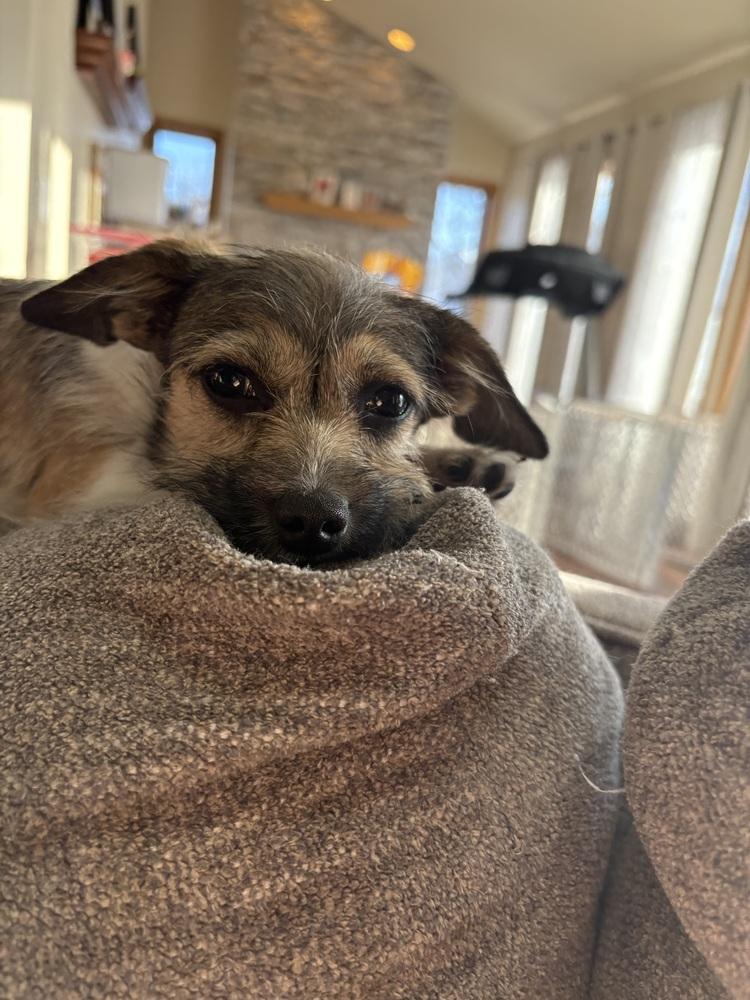 Enlarge Ethel, a Adoptable mixed breed in Deerfield, WI image 5/6