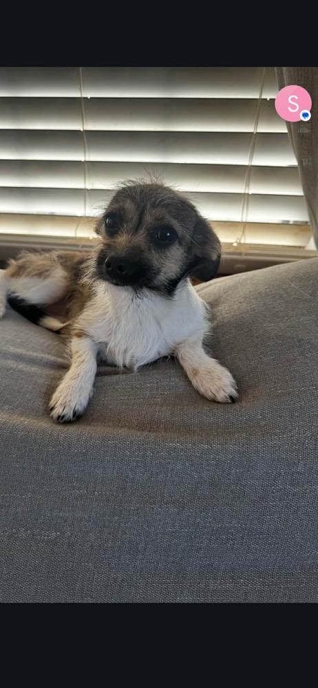 Enlarge Ethel, a Adoptable mixed breed in Deerfield, WI image 6/6