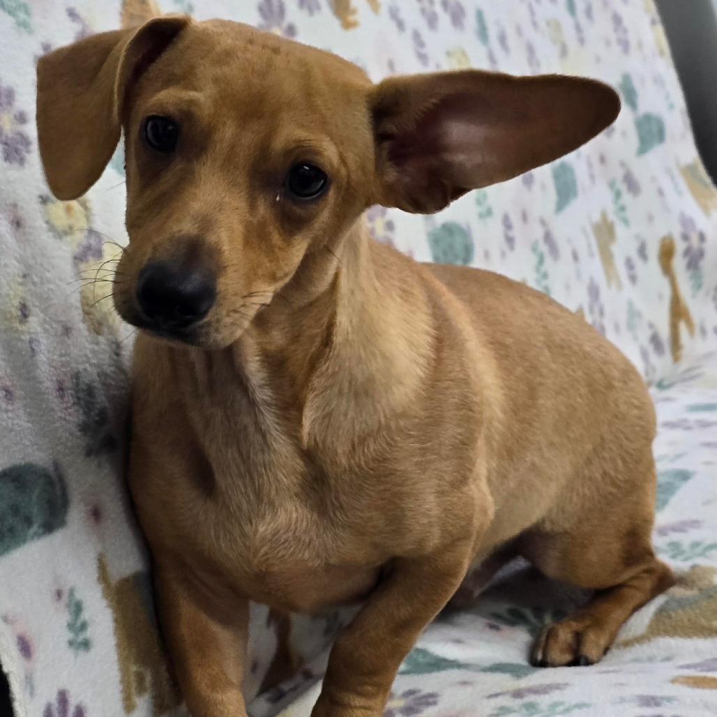 SNAP, Adoptable, Young Male Dachshund & Chihuahua.