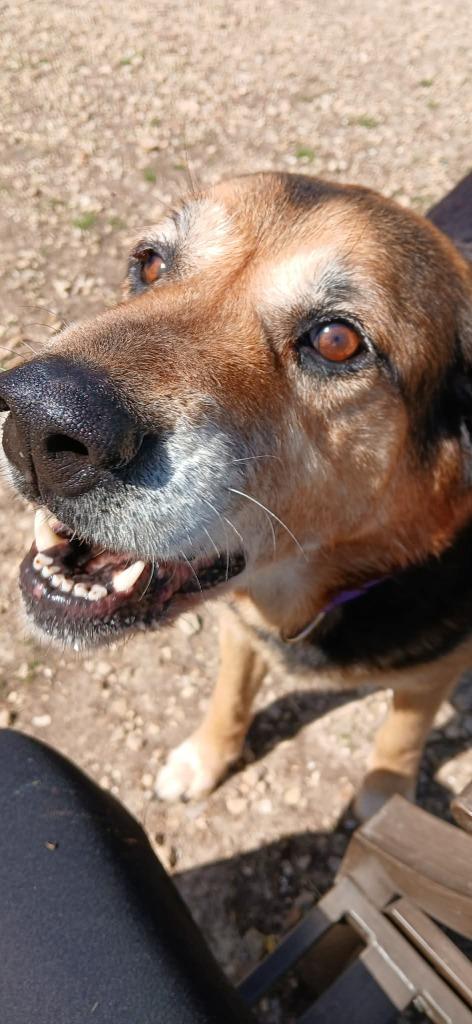 Enlarge Merle, a Adoptable mixed breed in Crocker, MO image 2/3