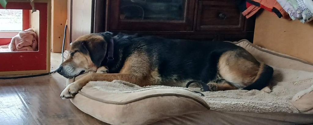 Enlarge Merle, a Adoptable mixed breed in Crocker, MO image 3/3