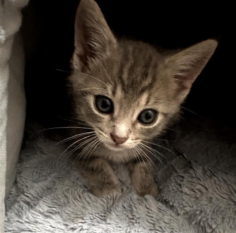 Cameron, Adoptable, Kitten Male Domestic Short Hair.