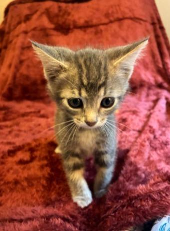 Enlarge Cameron, a Adoptable mixed breed in Fayetteville, AR image 2/2