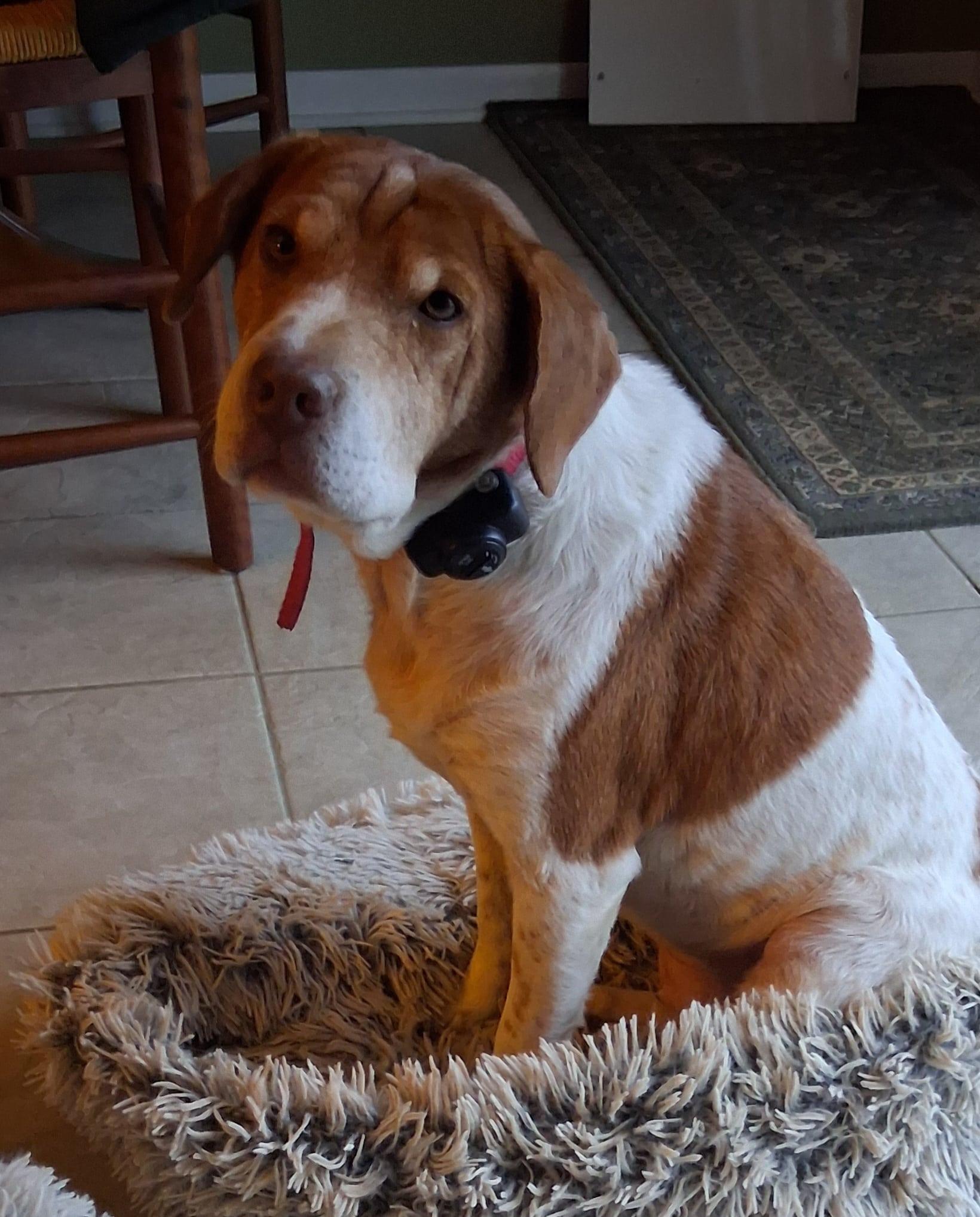 Penny    thumbnail 2