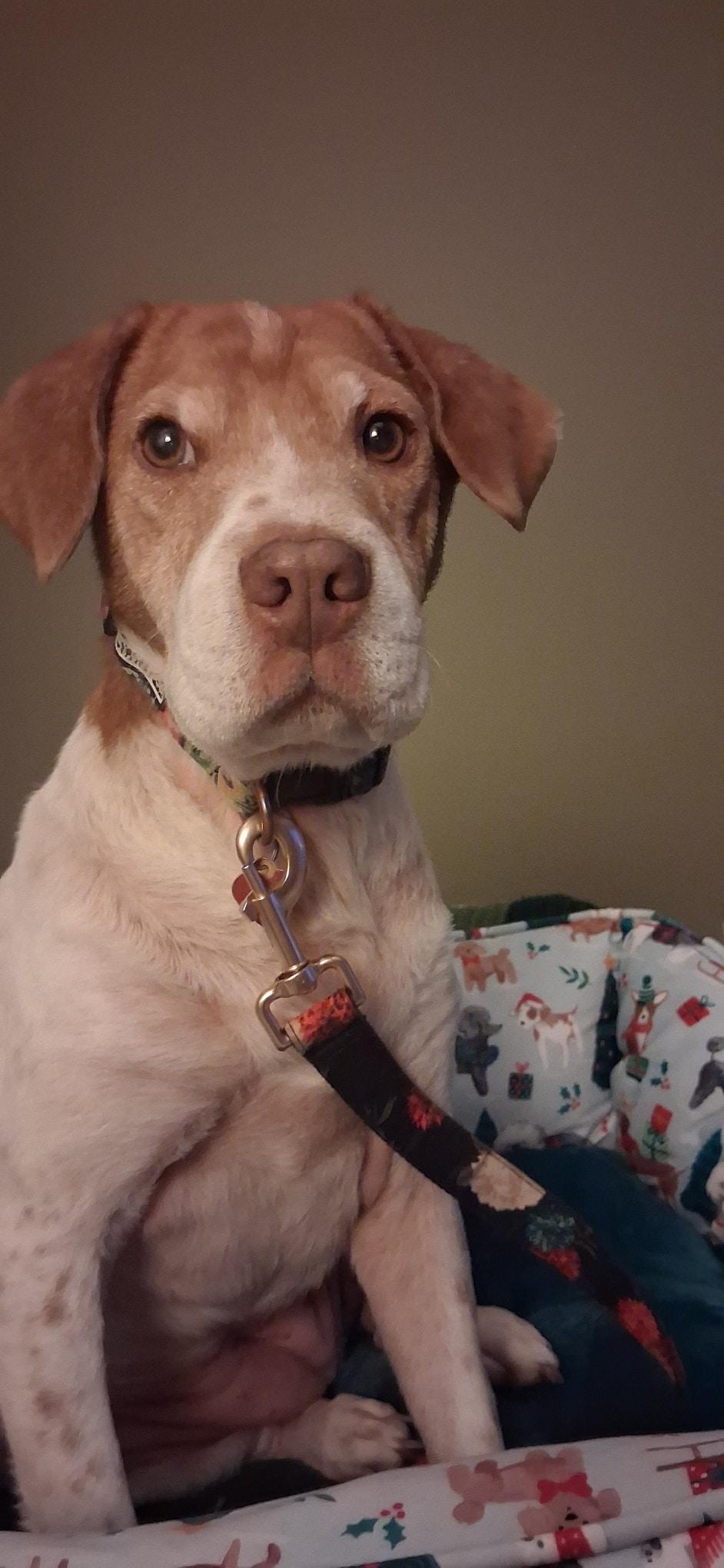 Enlarge PENNY - 20043159 - MI, a ADOPTABLE Brittany Spaniel in Manchester, MI image 1/4