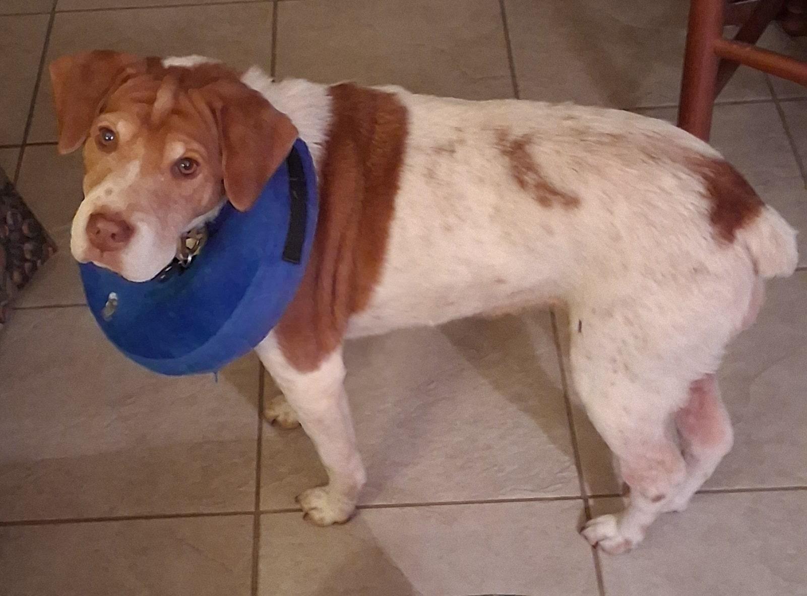 Enlarge PENNY - 20043159 - MI, a ADOPTABLE Brittany Spaniel in Manchester, MI image 2/4