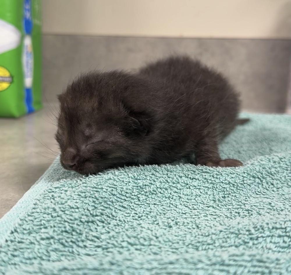 Oliver, Adoptable, Kitten Male Domestic Short Hair.