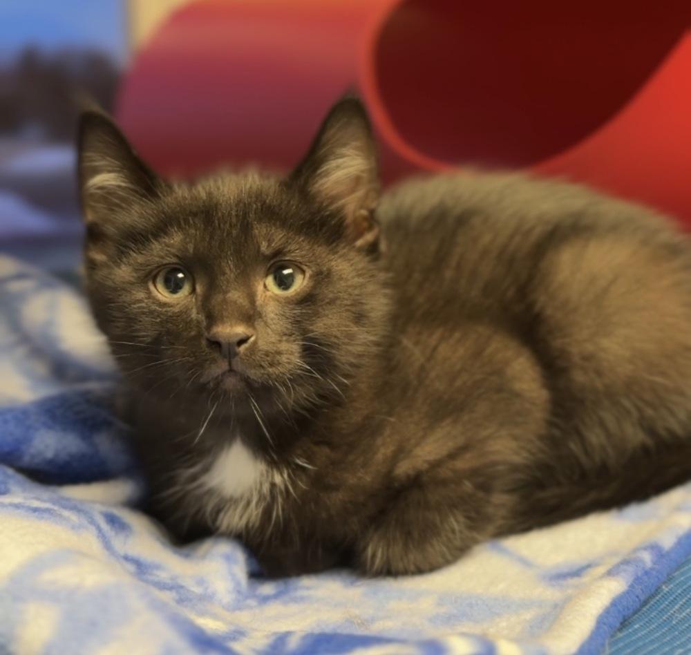 Enlarge Oliver, a Adoptable Domestic Short Hair in Bemidji, MN image 2/3