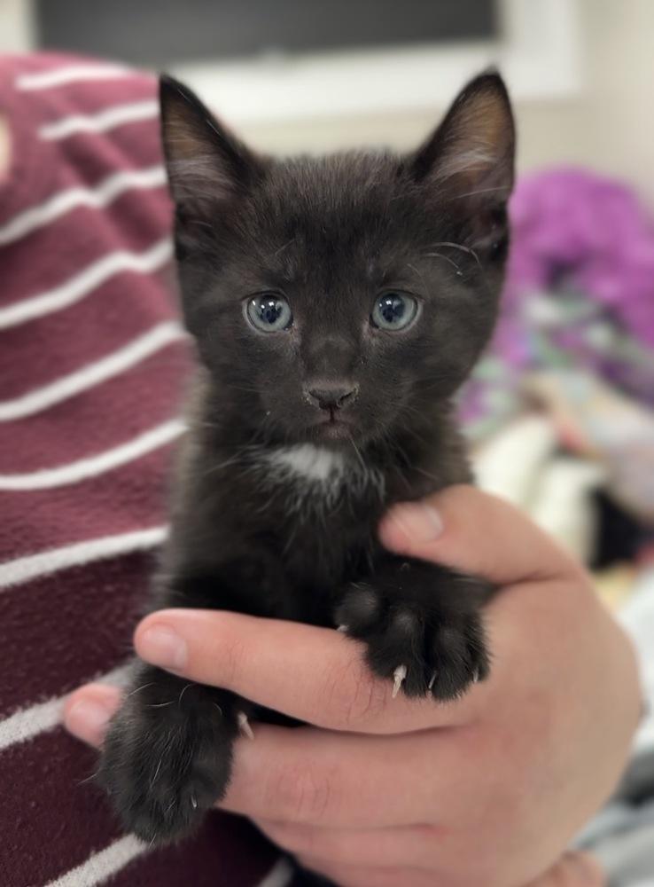 Enlarge Oliver, a Adoptable Domestic Short Hair in Bemidji, MN image 3/3
