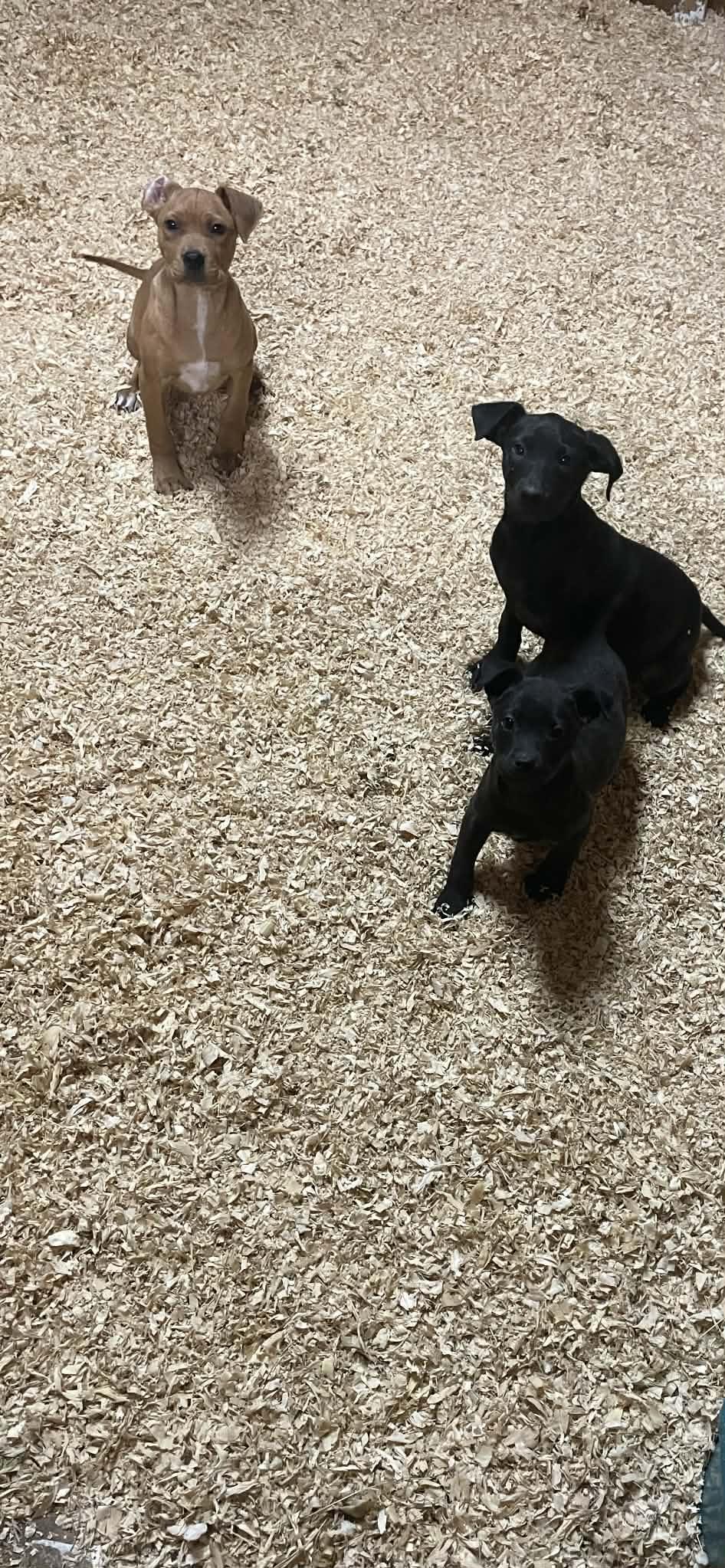 Enlarge Lullaby, a Adoptable mixed breed in Gardner, MA image 3/3