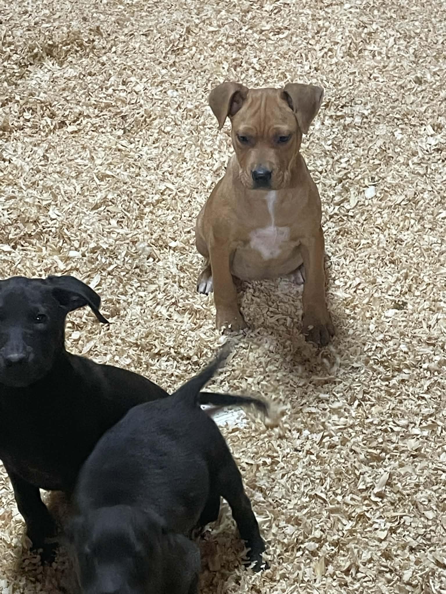 Enlarge Lullaby, a Adoptable mixed breed in Gardner, MA image 2/3