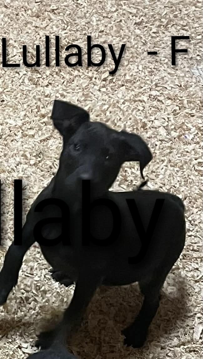 Lullaby, Adoptable, Puppy Female Chihuahua.
