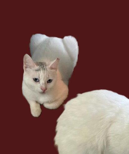 Yentl, Adopted, Adult Female Domestic Short Hair & Turkish Van.