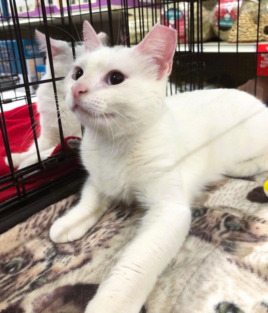 Enlarge Yentl, a Adopted mixed breed in Cincinnati, OH image 2/2
