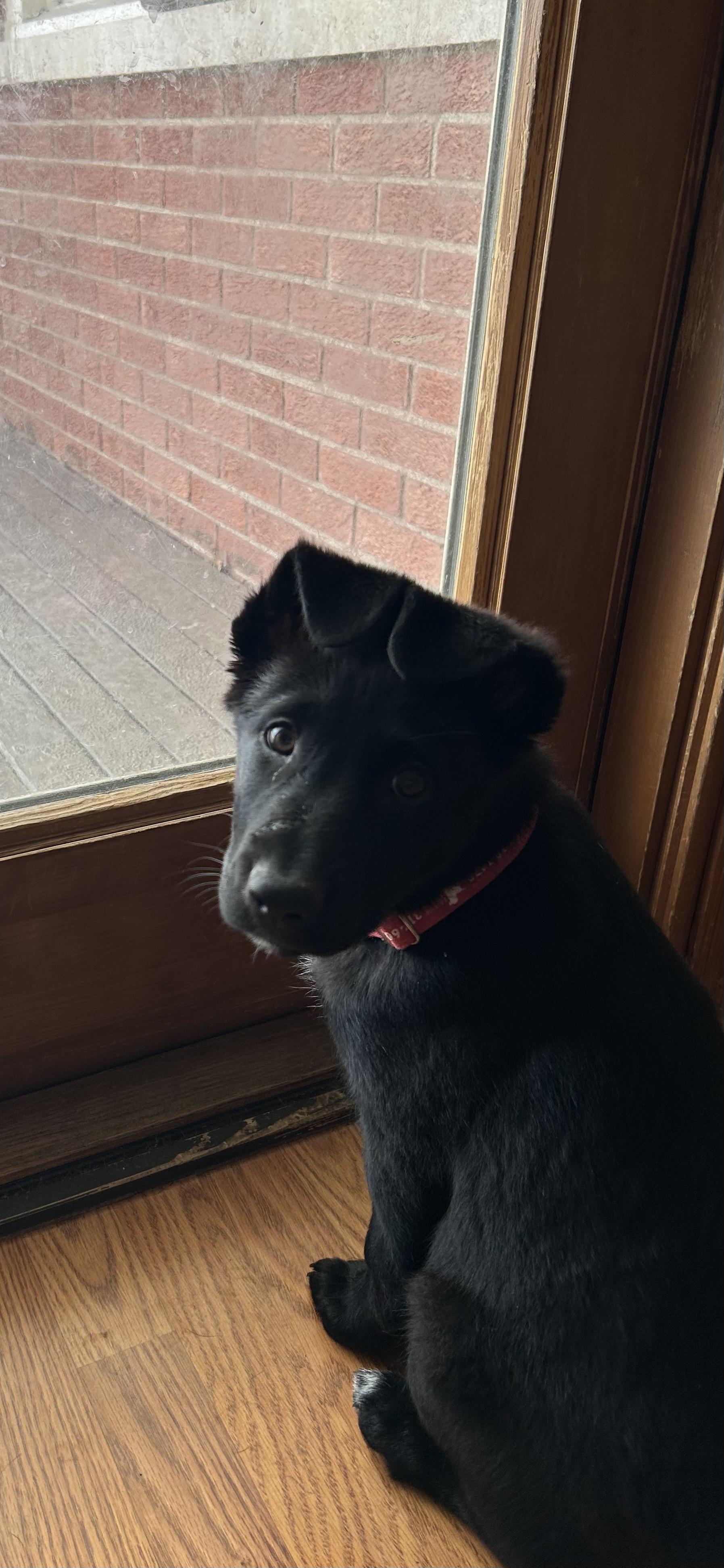 Brooks, adopted, Puppy Male Labrador Retriever.