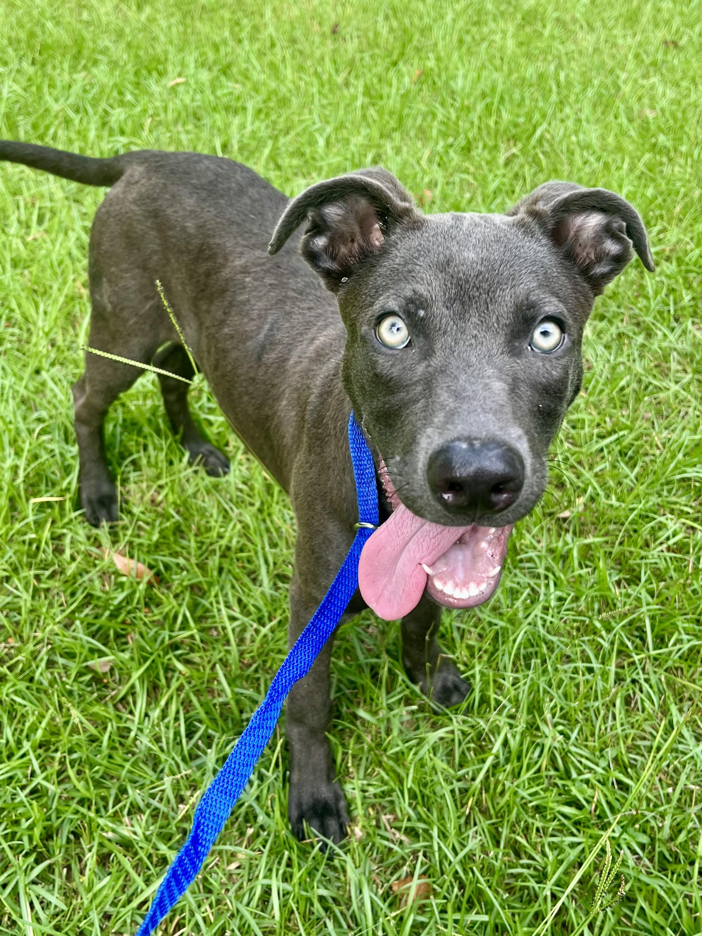 Enlarge Blue, a Adoptable mixed breed in Jacksonville, FL image 5/6