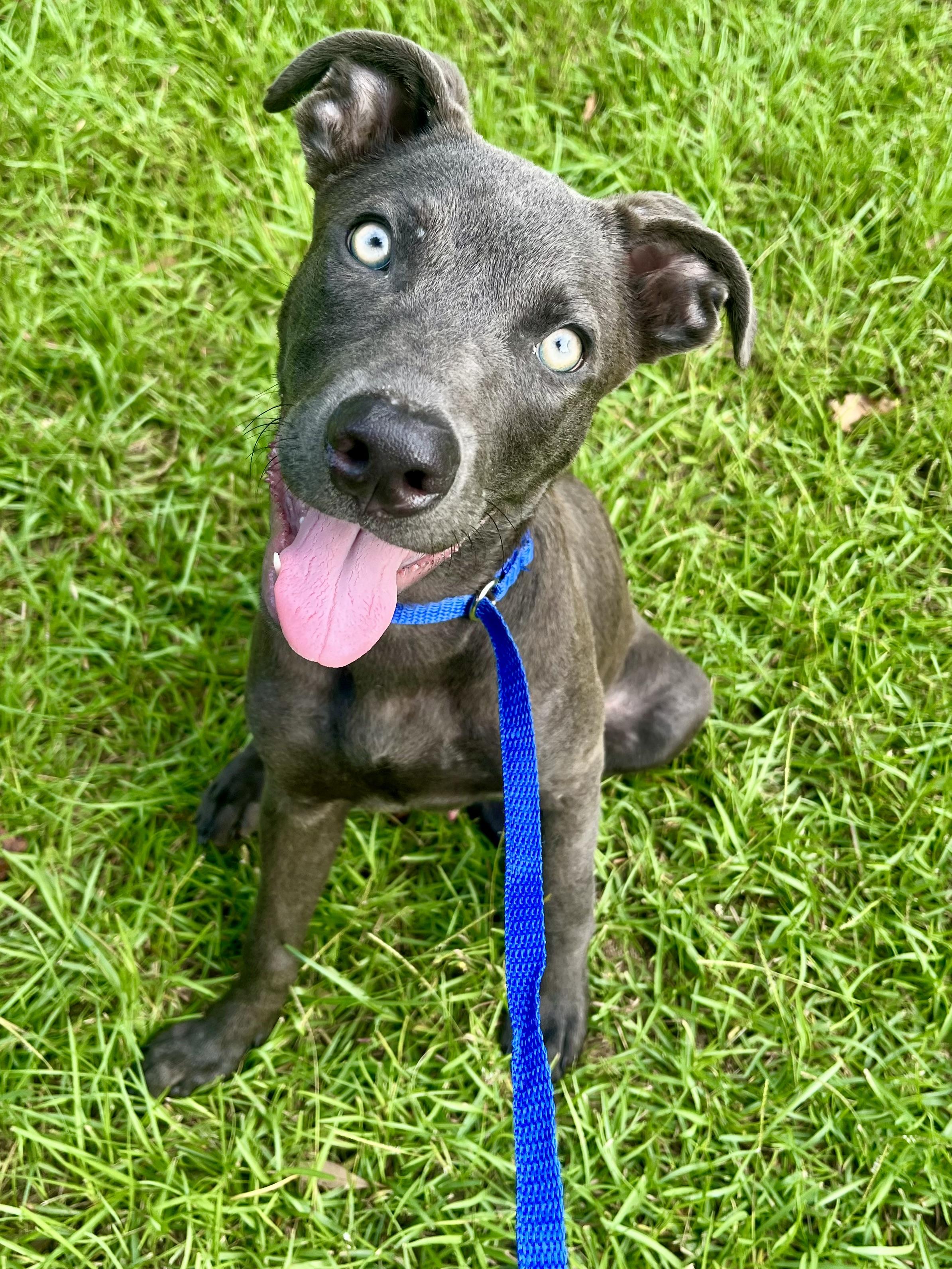 Enlarge Blue, a Adoptable mixed breed in Jacksonville, FL image 2/6