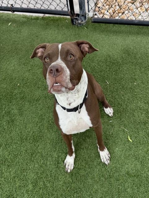 Enlarge ESPRESSO, a Adoptable mixed breed in Sarasota, FL image 1/1