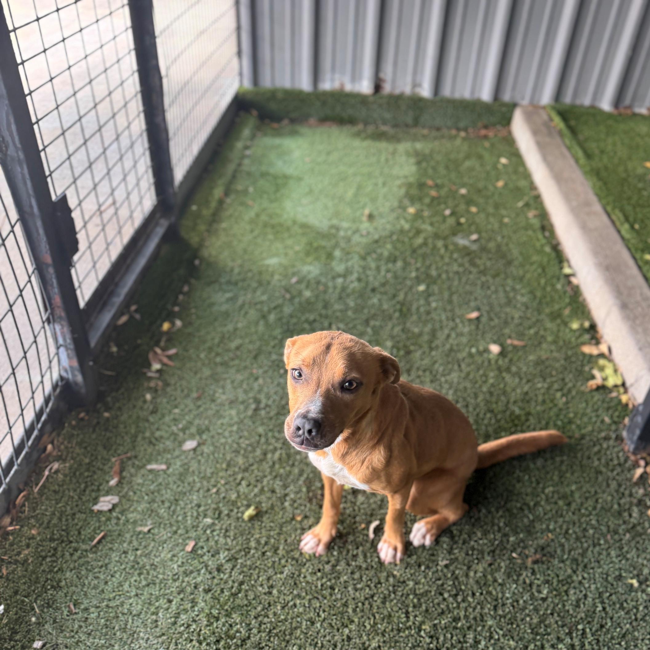 Missy, a Adoptable mixed breed in Portland, ME image 5/6