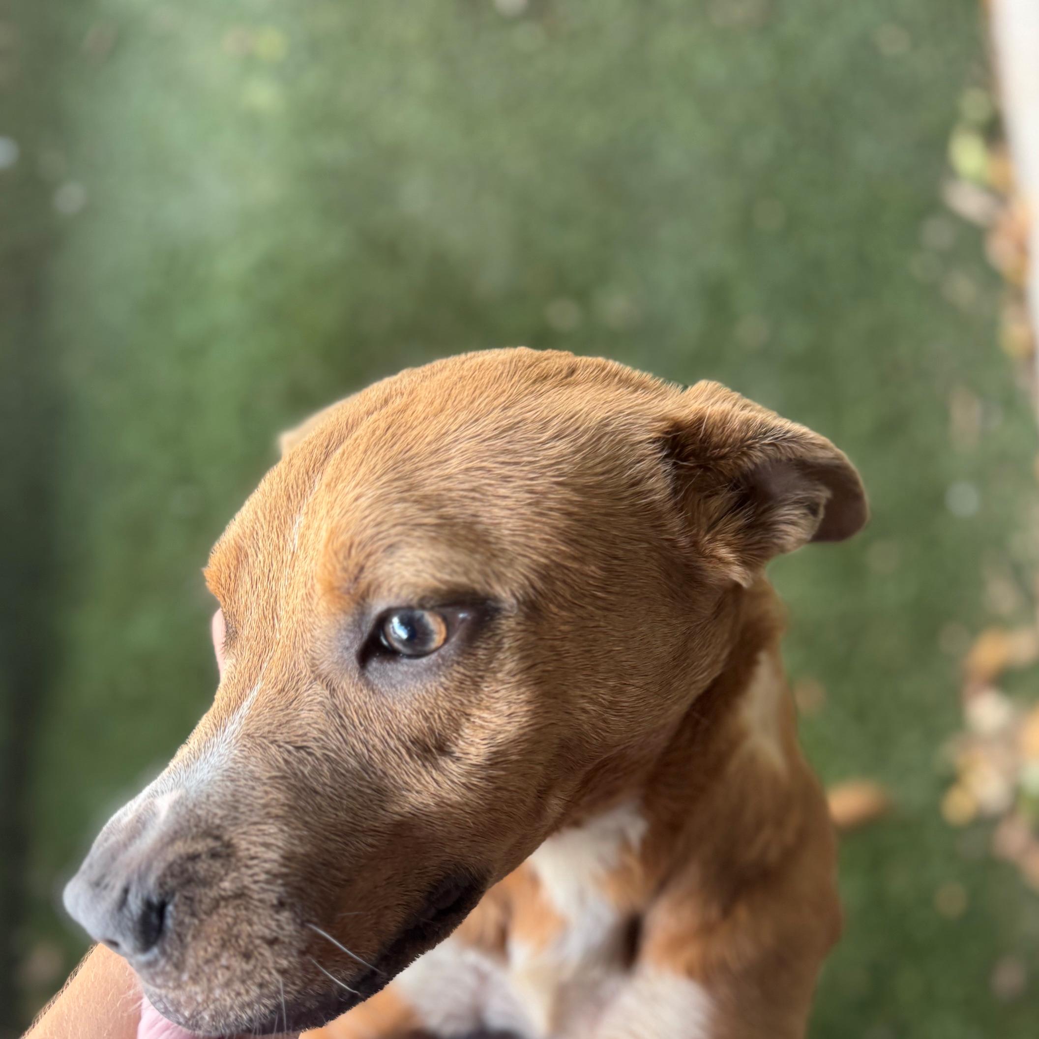 Missy, a Adoptable mixed breed in Portland, ME image 4/6