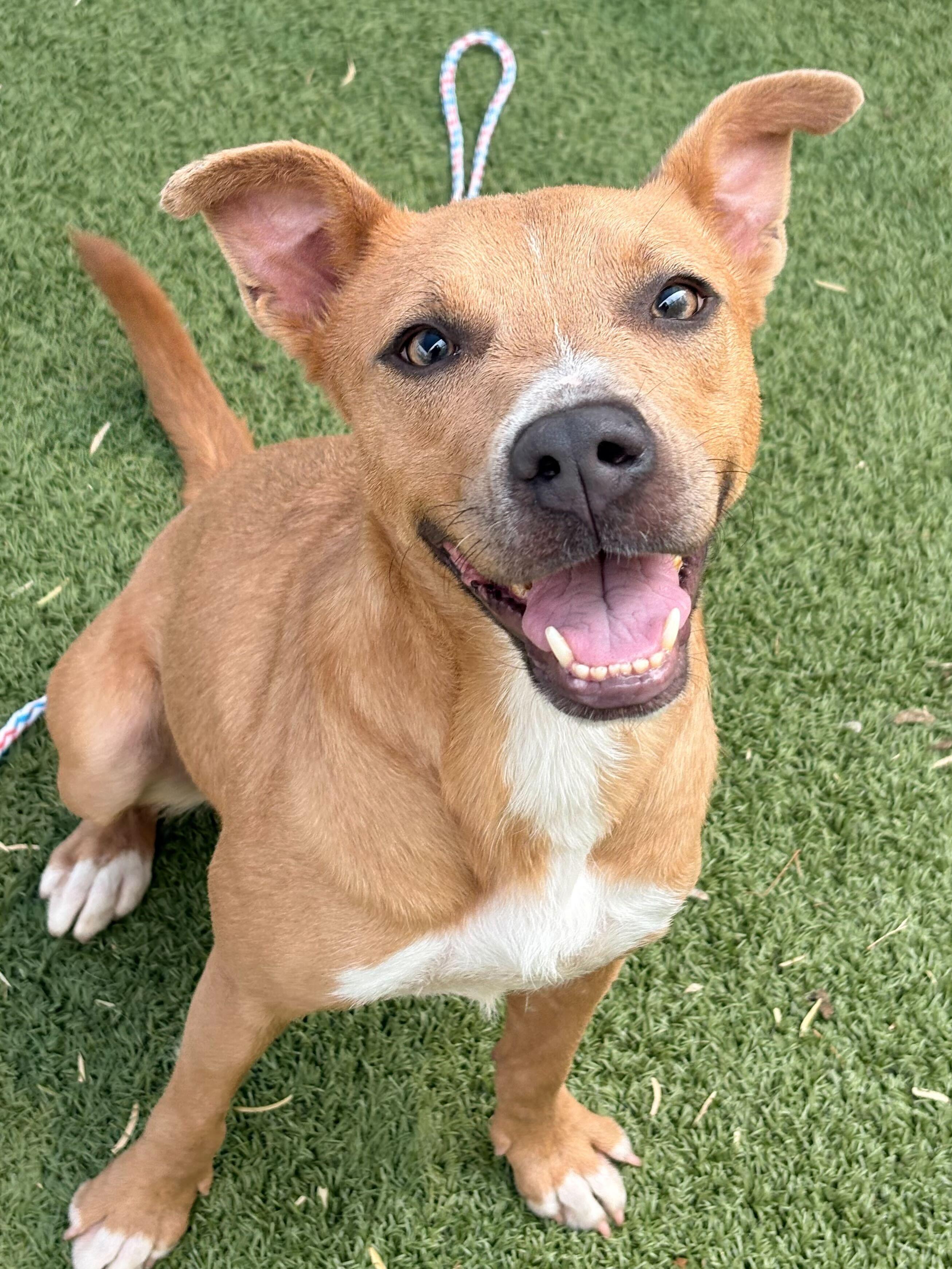 Missy, Adoptable, Young Female American Staffordshire Terrier.