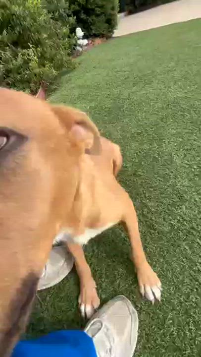 Enlarge Missy, a Adoptable mixed breed in Portland, ME video 6/6