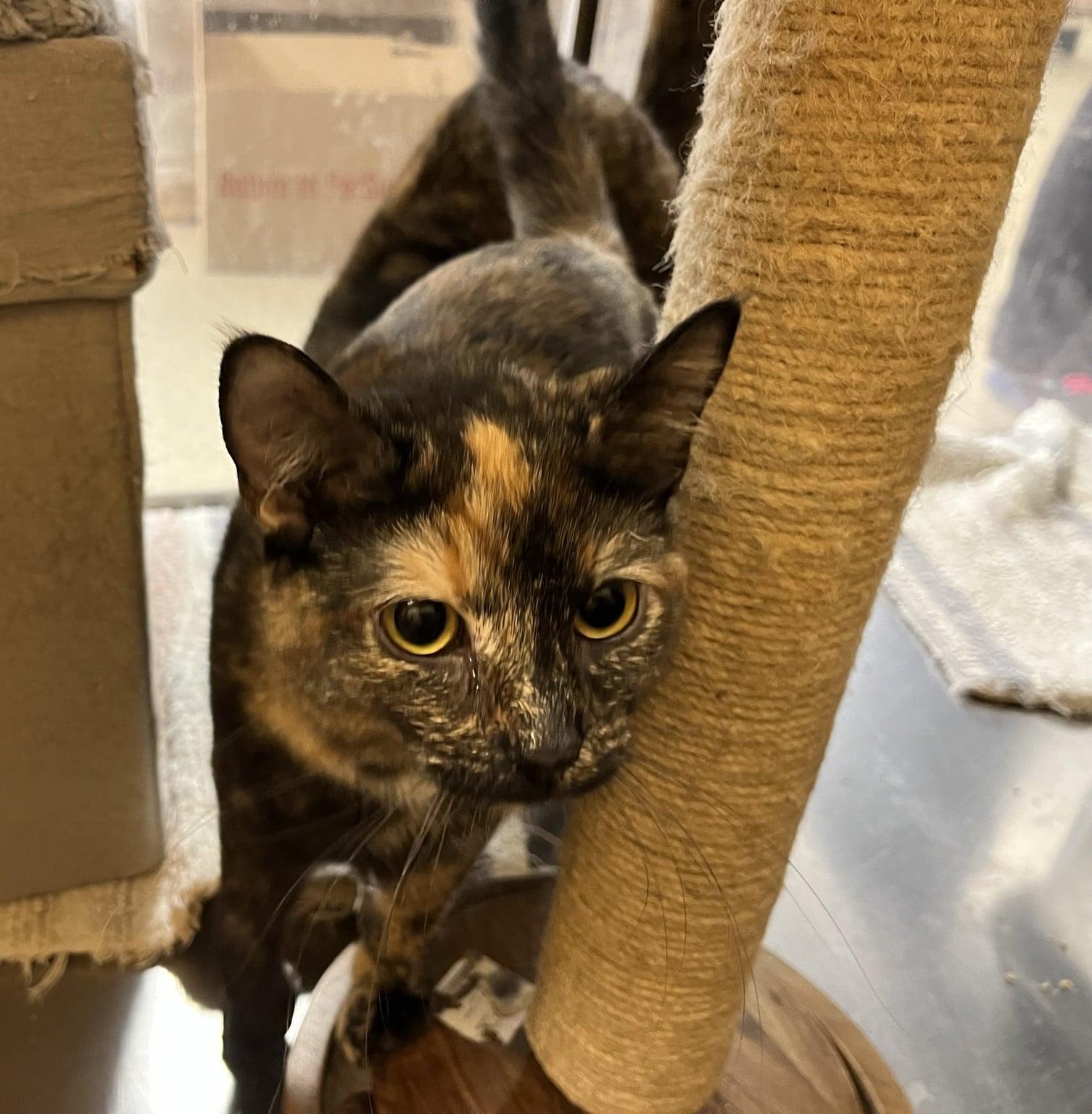 Mocha & Cappuccino, Adoptable, Kitten Female Calico.