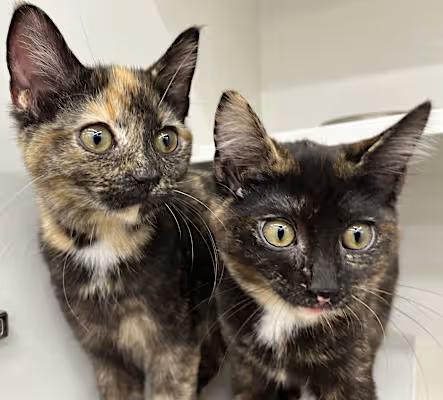 Mocha & Cappuccino, a Adoptable Calico in Wadsworth, OH image 2/3