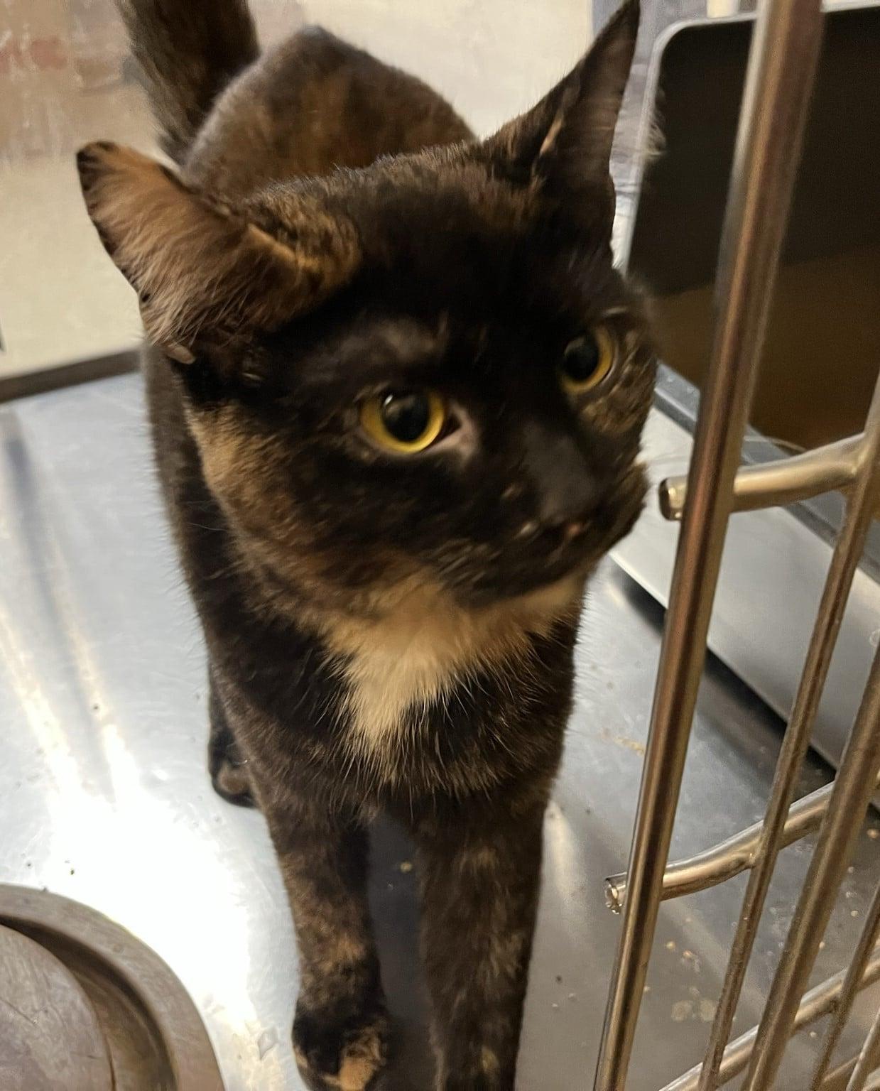 Mocha & Cappuccino, a Adoptable Calico in Wadsworth, OH image 3/3