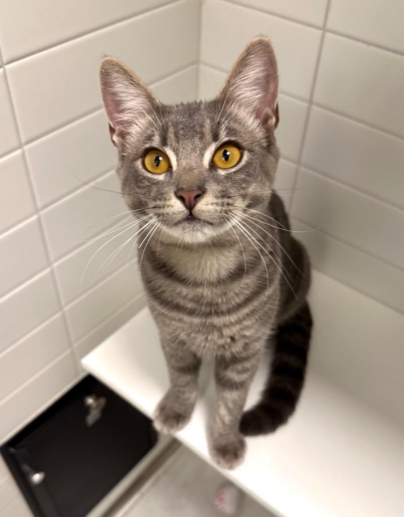 Meebies, a Adoptable mixed breed in New Orleans, LA image 3/5