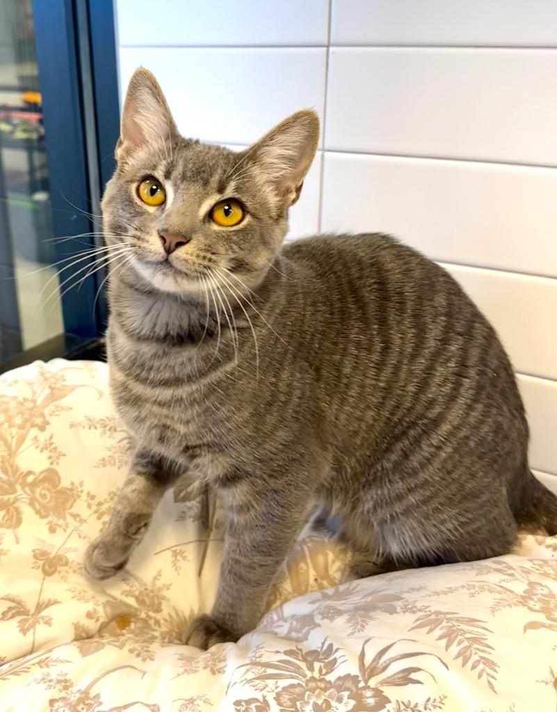 Meebies, Adoptable, Young Female Domestic Short Hair.