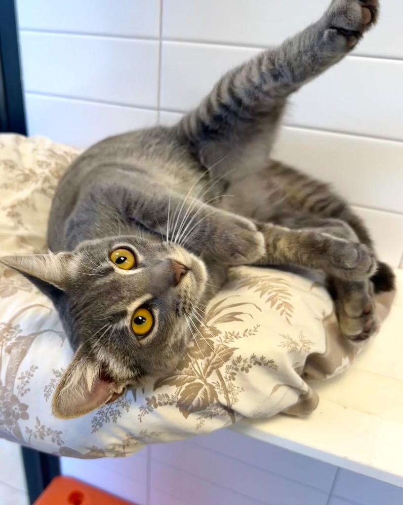 Meebies, a Adoptable mixed breed in New Orleans, LA image 2/5